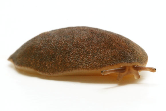 Laevicaulis sp.